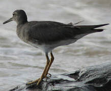 Wandering Tattler