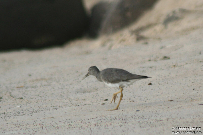 Wandering Tattleradult