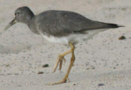 Wandering Tattler