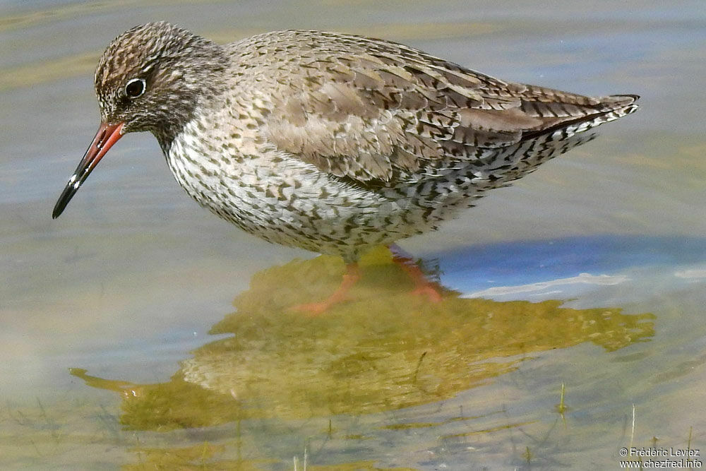 Common Redshankadult breeding, identification, close-up portrait