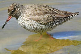 Common Redshank