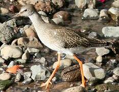 Common Redshank