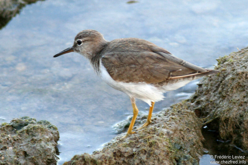 Spotted Sandpiperadult