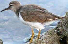 Spotted Sandpiper