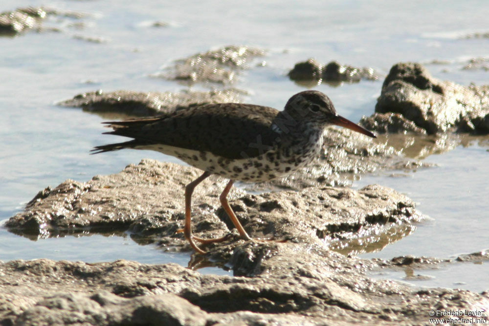 Spotted Sandpiperadult breeding, identification