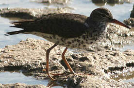 Spotted Sandpiper