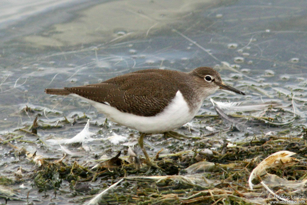 Chevalier guignette, identification