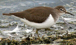 Common Sandpiper