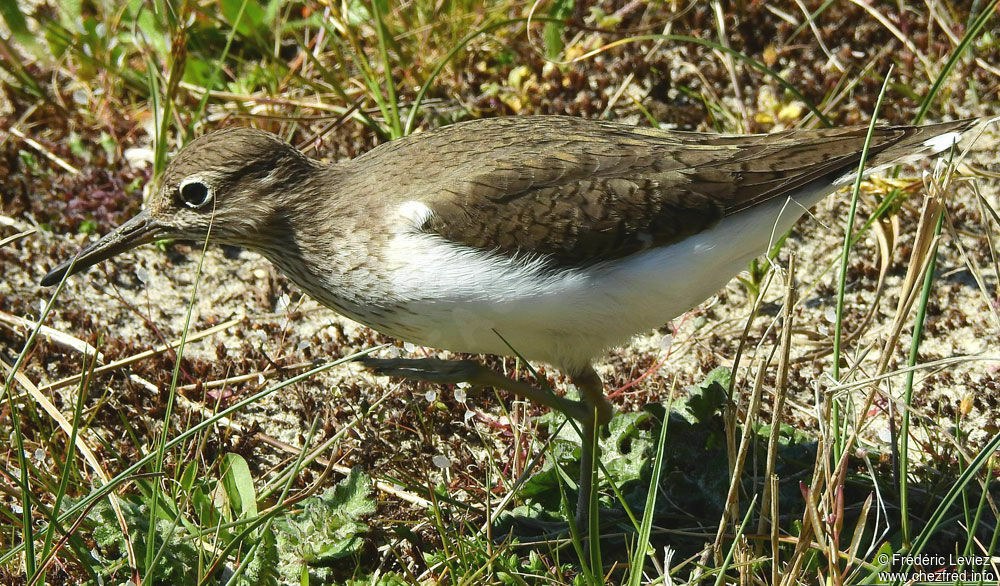 Chevalier guignetteadulte nuptial, identification, marche