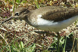 Common Sandpiper