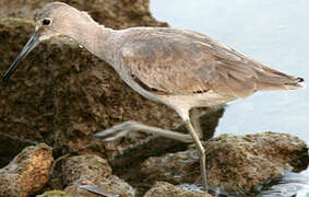 Willet