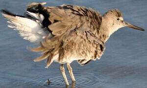 Willet