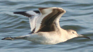 Willet