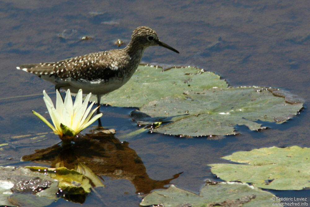 Solitary Sandpiper