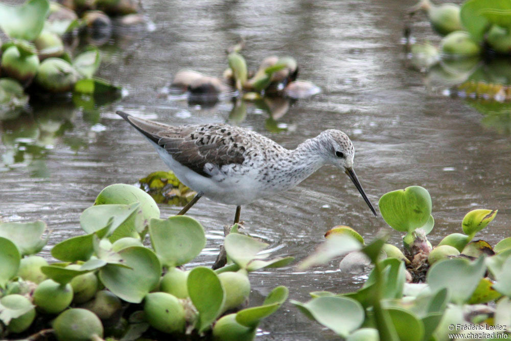 Marsh Sandpiper