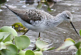 Marsh Sandpiper