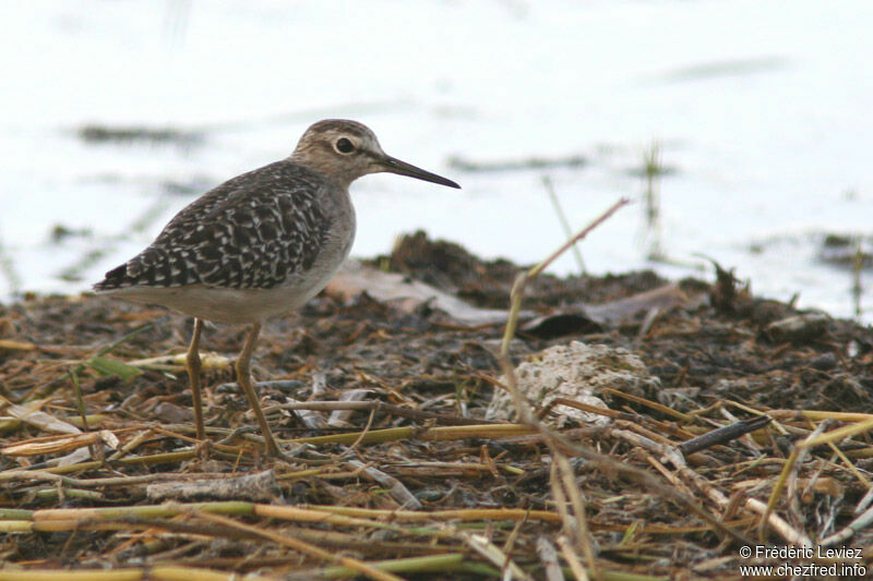 Wood Sandpiper