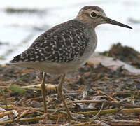 Wood Sandpiper