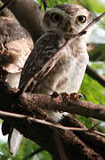 Spotted Owlet