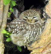 Little Owl