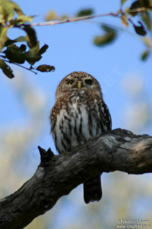 Pearl-spotted Owletadult