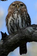 Pearl-spotted Owlet