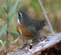 Chestnut-breasted Mountain Finch