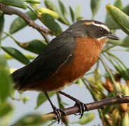 Black-and-rufous Warbling Finch