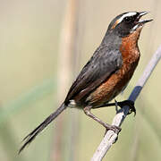 Black-and-rufous Warbling Finch