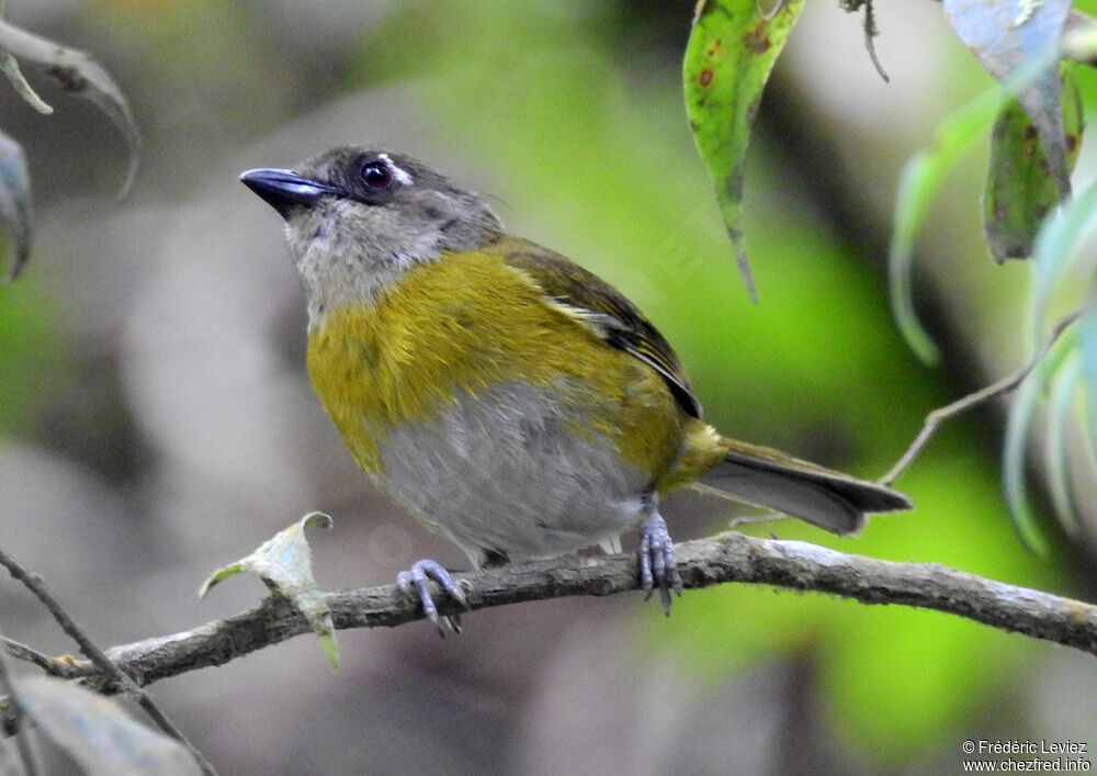 Chlorospin des buissonsadulte, identification