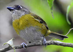 Common Bush Tanager