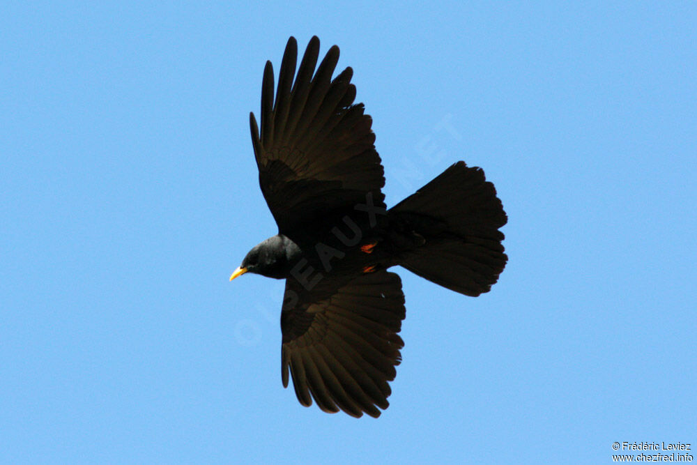 Alpine Choughadult, Flight