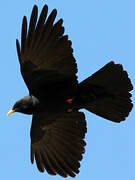 Alpine Chough