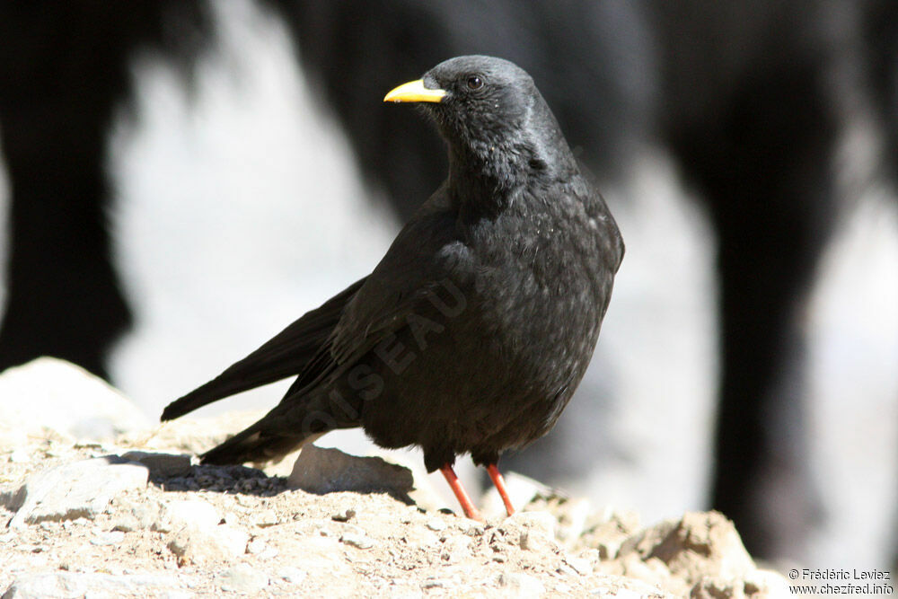 Chocard à bec jauneadulte, identification