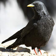 Alpine Chough