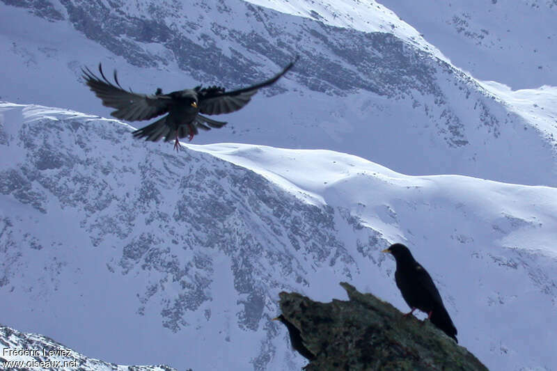 Chocard à bec jauneadulte, habitat