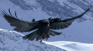 Alpine Chough