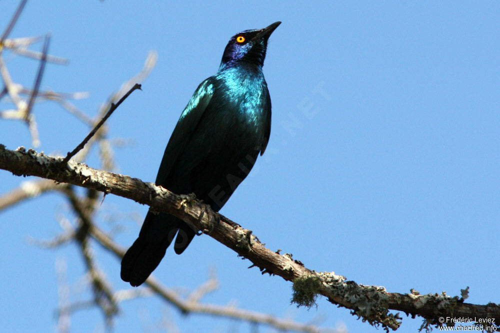 Cape Starlingadult, identification