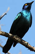 Cape Starling