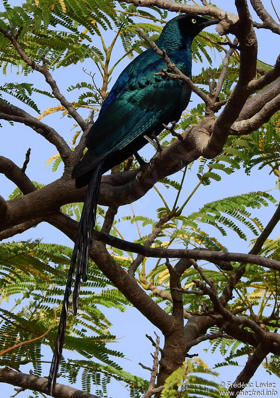 Long-tailed Glossy Starlingadult, identification, close-up portrait