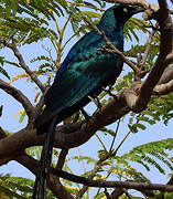 Long-tailed Glossy Starling