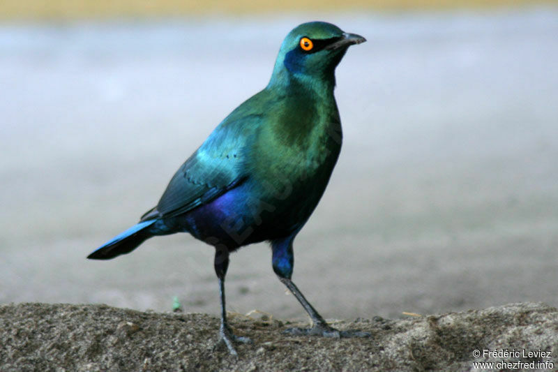 Choucador à oreillons bleusadulte