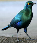 Greater Blue-eared Starling