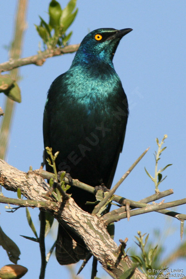 Choucador à oreillons bleusadulte