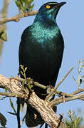 Greater Blue-eared Starling