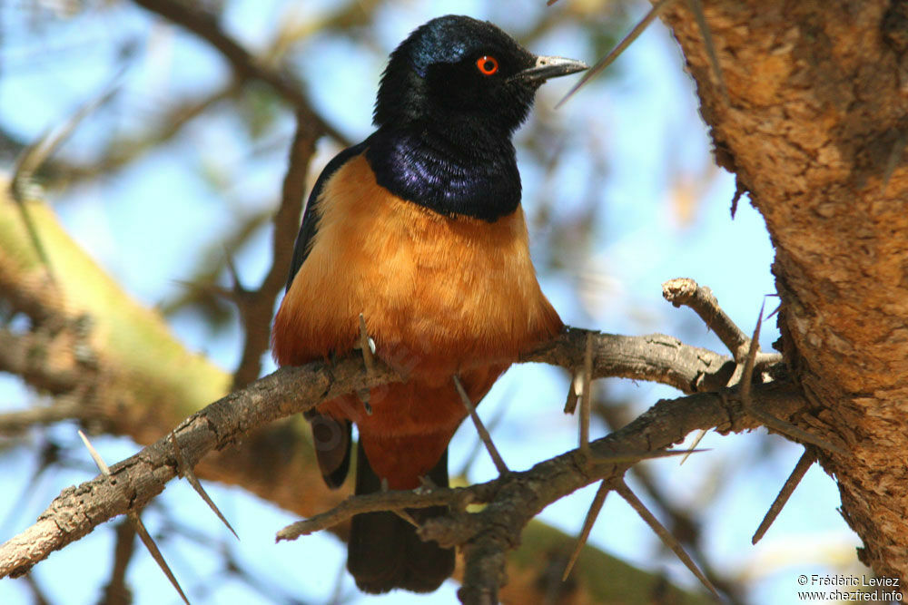 Hildebrandt's Starlingadult, identification