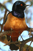 Hildebrandt's Starling