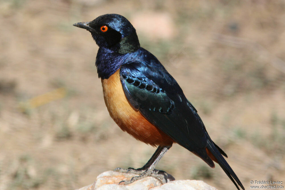 Hildebrandt's Starlingadult, identification