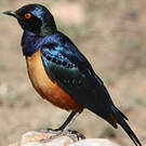 Choucador de Hildebrandt
