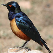 Hildebrandt's Starling